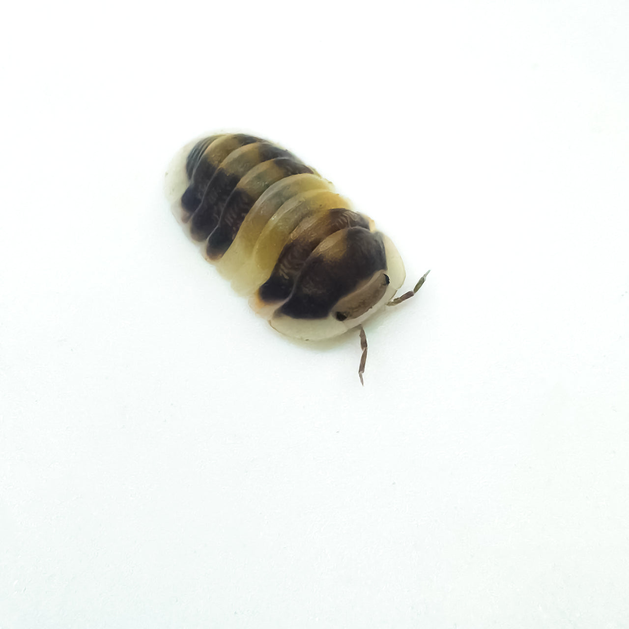 Cubaris Sp. Cappuccino