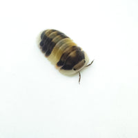 Thumbnail for Cubaris Sp. Cappuccino