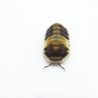 Thumbnail for Cubaris Sp. Cappuccino