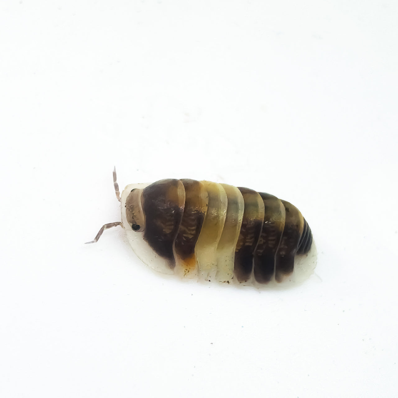 Cubaris Sp. Cappuccino