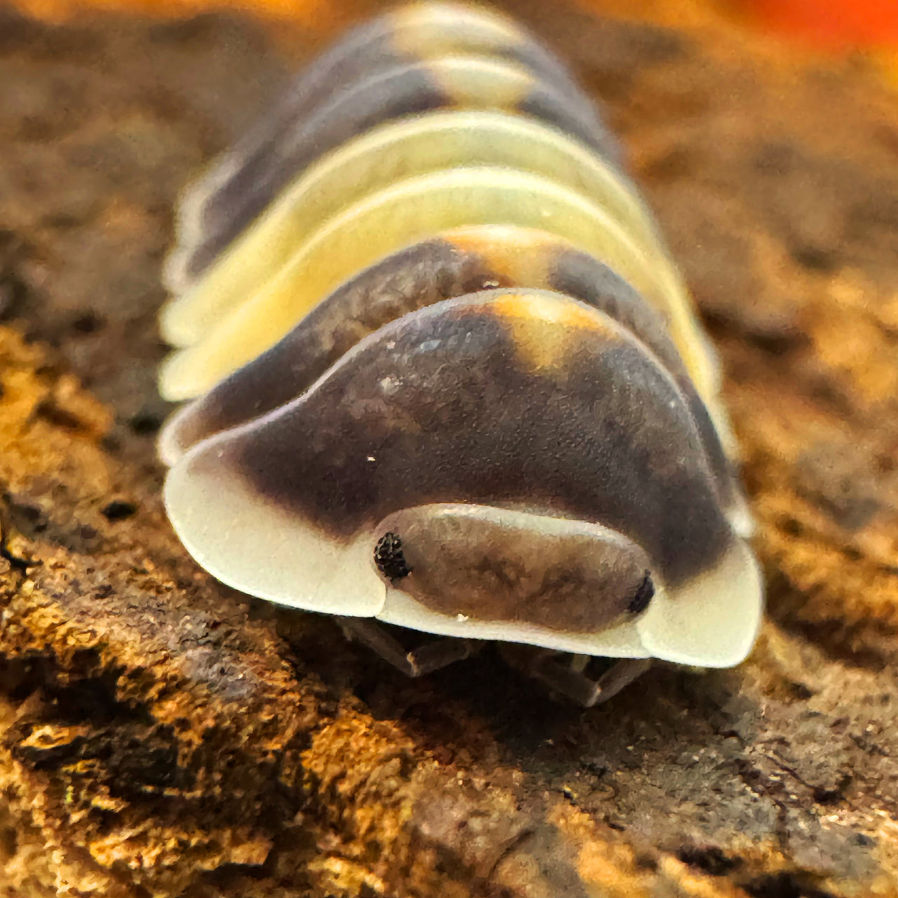 Cubaris Sp. Cappuccino