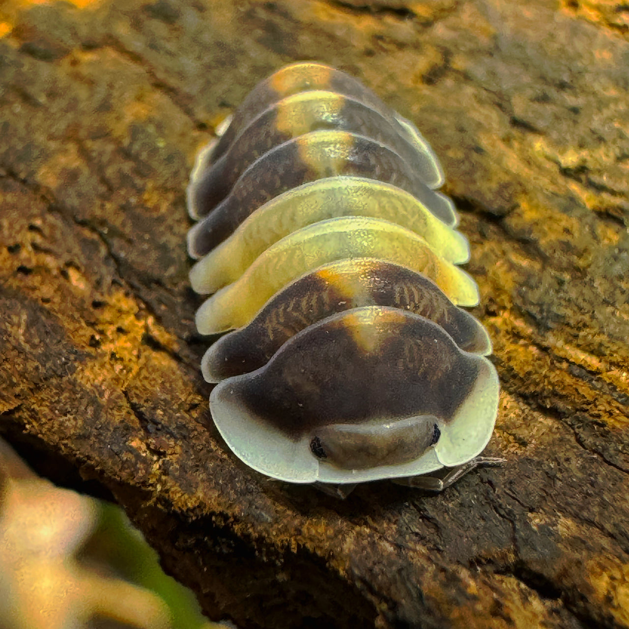 Cubaris Sp. Cappuccino