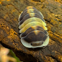Thumbnail for Cubaris Sp. Cappuccino