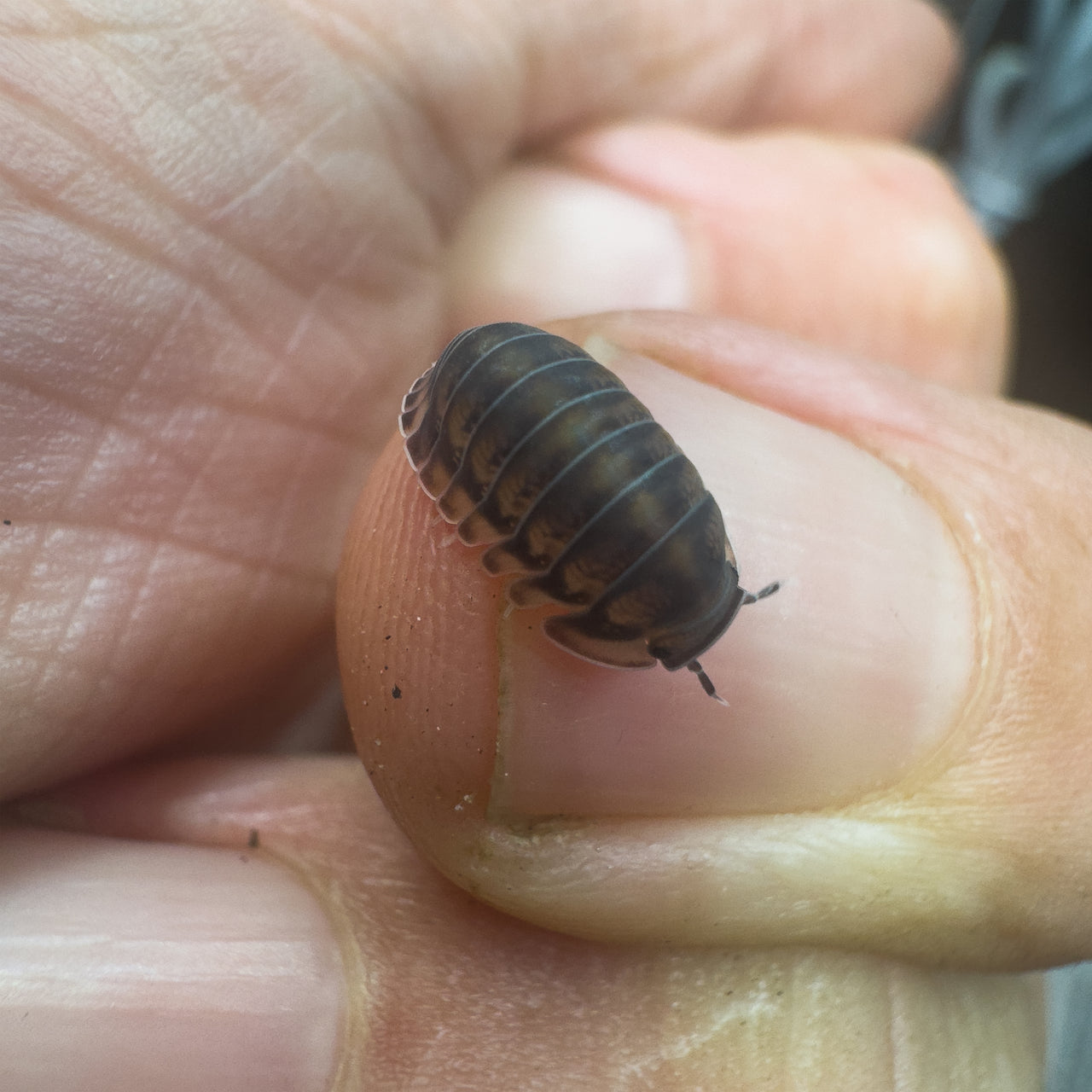 Cubaris Sp. Happy Nun