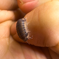 Thumbnail for Cubaris Sp. Happy Nun