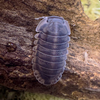 Thumbnail for Cubaris Sp. Happy Nun