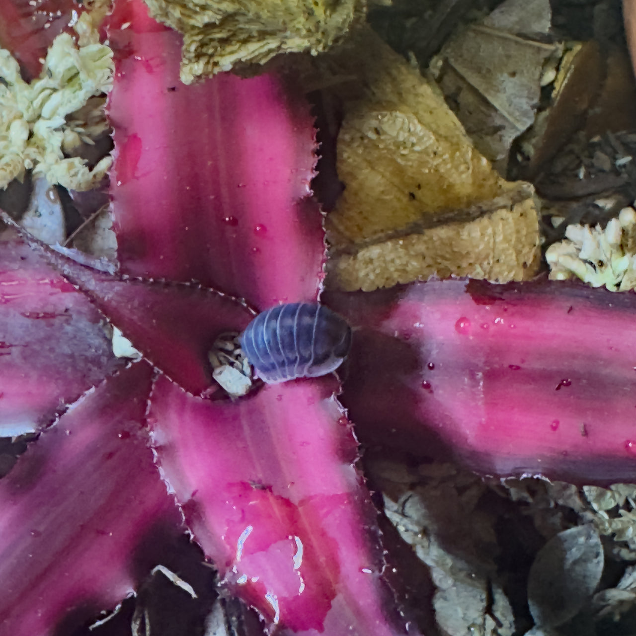Cubaris Sp. Happy Nun