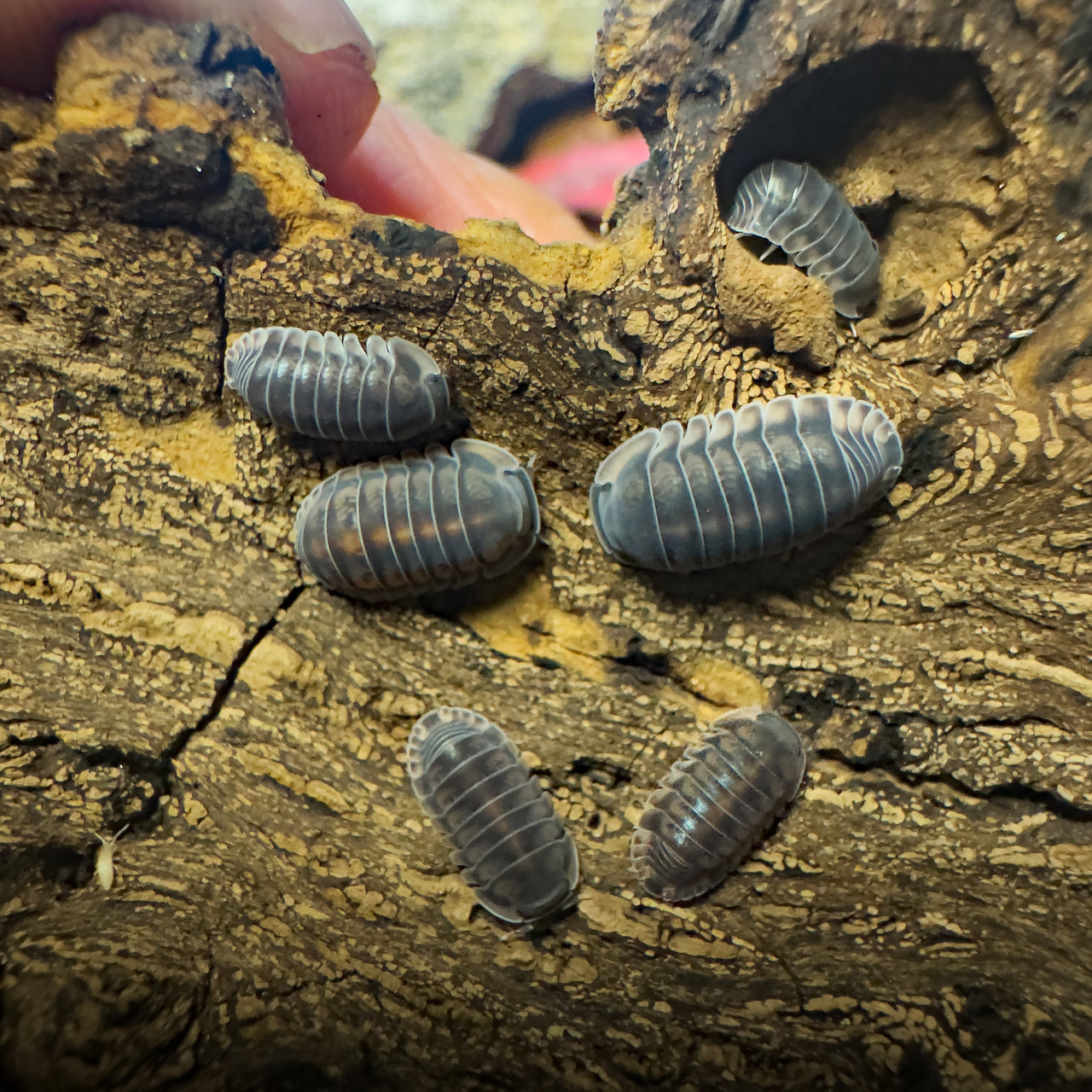 Cubaris Sp. Happy Nun