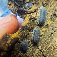 Thumbnail for Cubaris Sp. Happy Nun