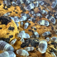 Thumbnail for Cubaris Sp. Panda King