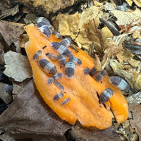 Thumbnail for Cubaris Sp. Panda King