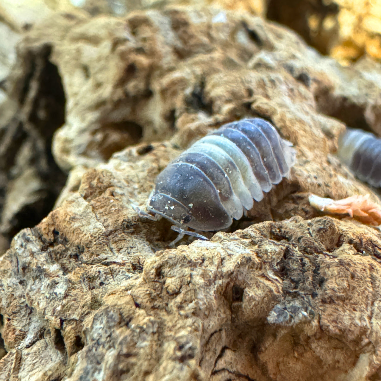 Cubaris Sp. Panda King