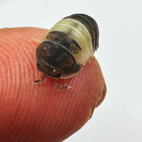 Thumbnail for Cubaris Sp. Panda King