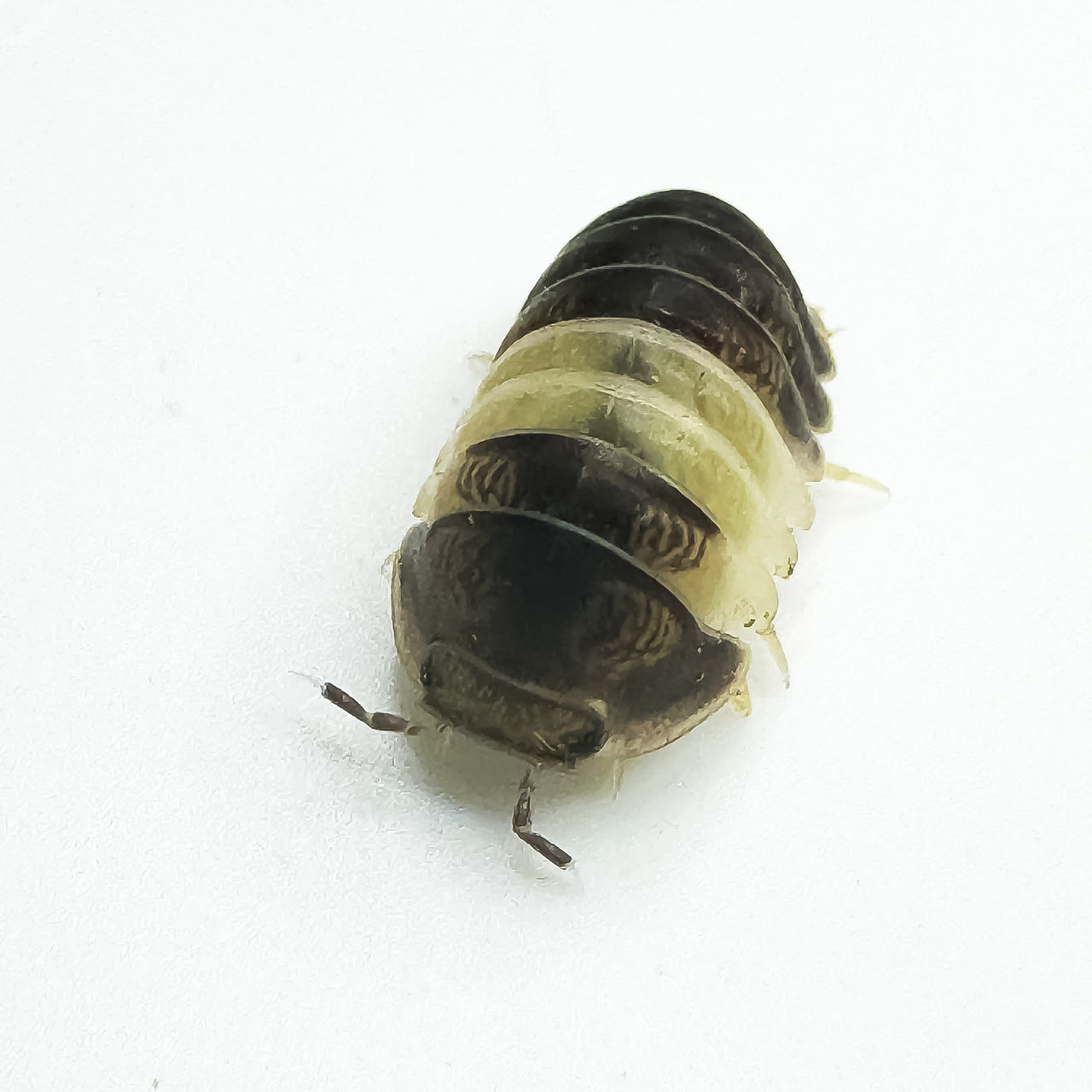 Cubaris Sp. Panda King