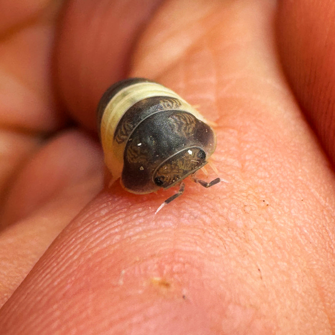 Cubaris Sp. Panda King