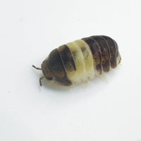 Thumbnail for Cubaris Sp. Panda King