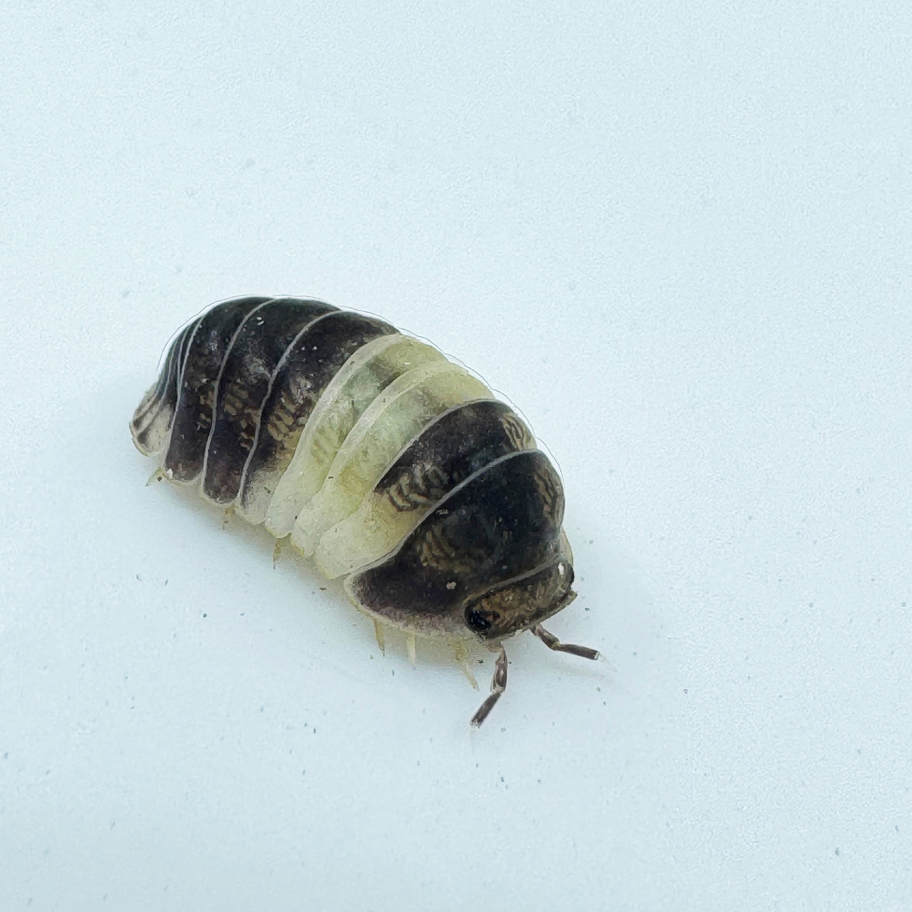 Cubaris Sp. Panda King