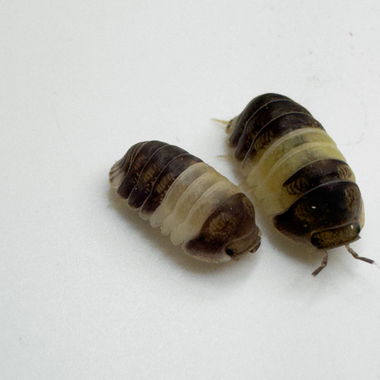 Cubaris Sp. Panda King