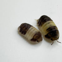 Thumbnail for Cubaris Sp. Panda King