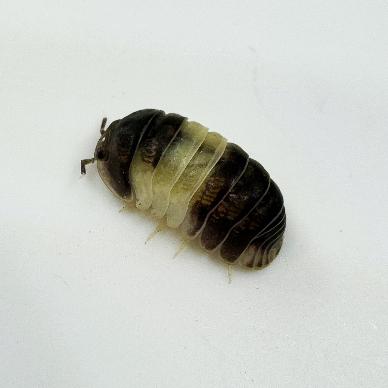 Cubaris Sp. Panda King