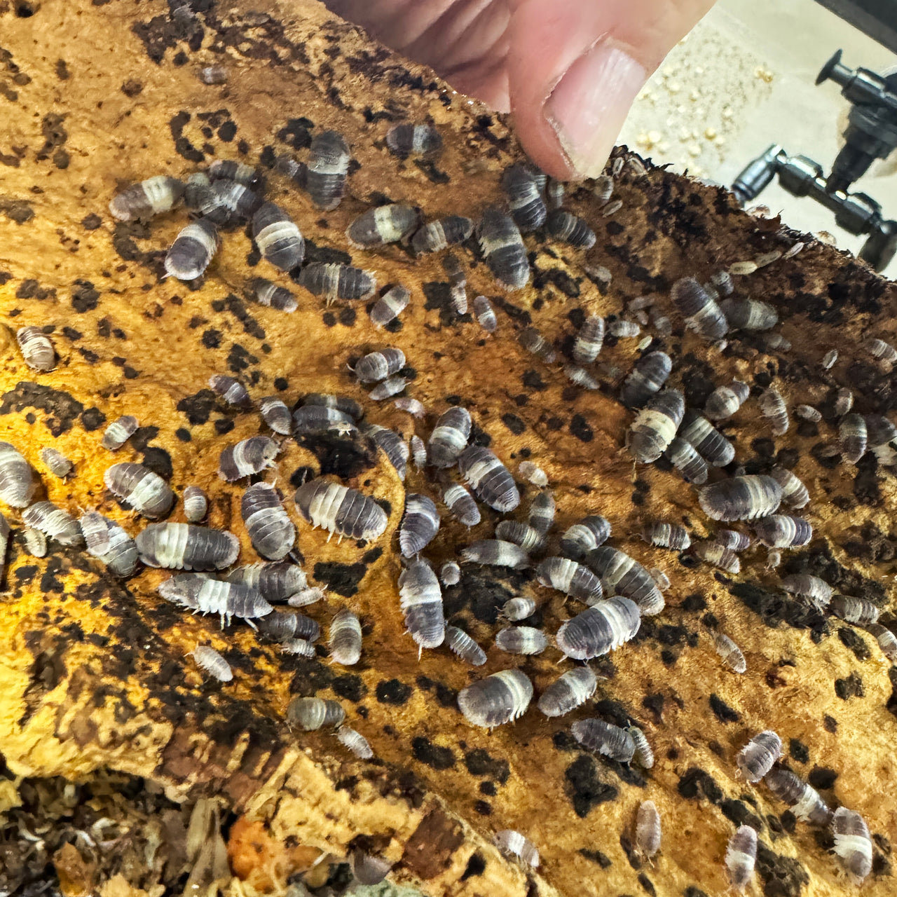 Cubaris Sp. Panda King