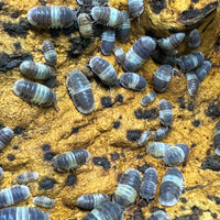 Thumbnail for Cubaris Sp. Panda King