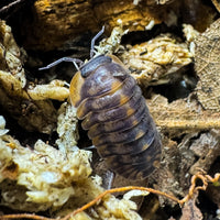 Thumbnail for Cubaris Sp. Red Tiger