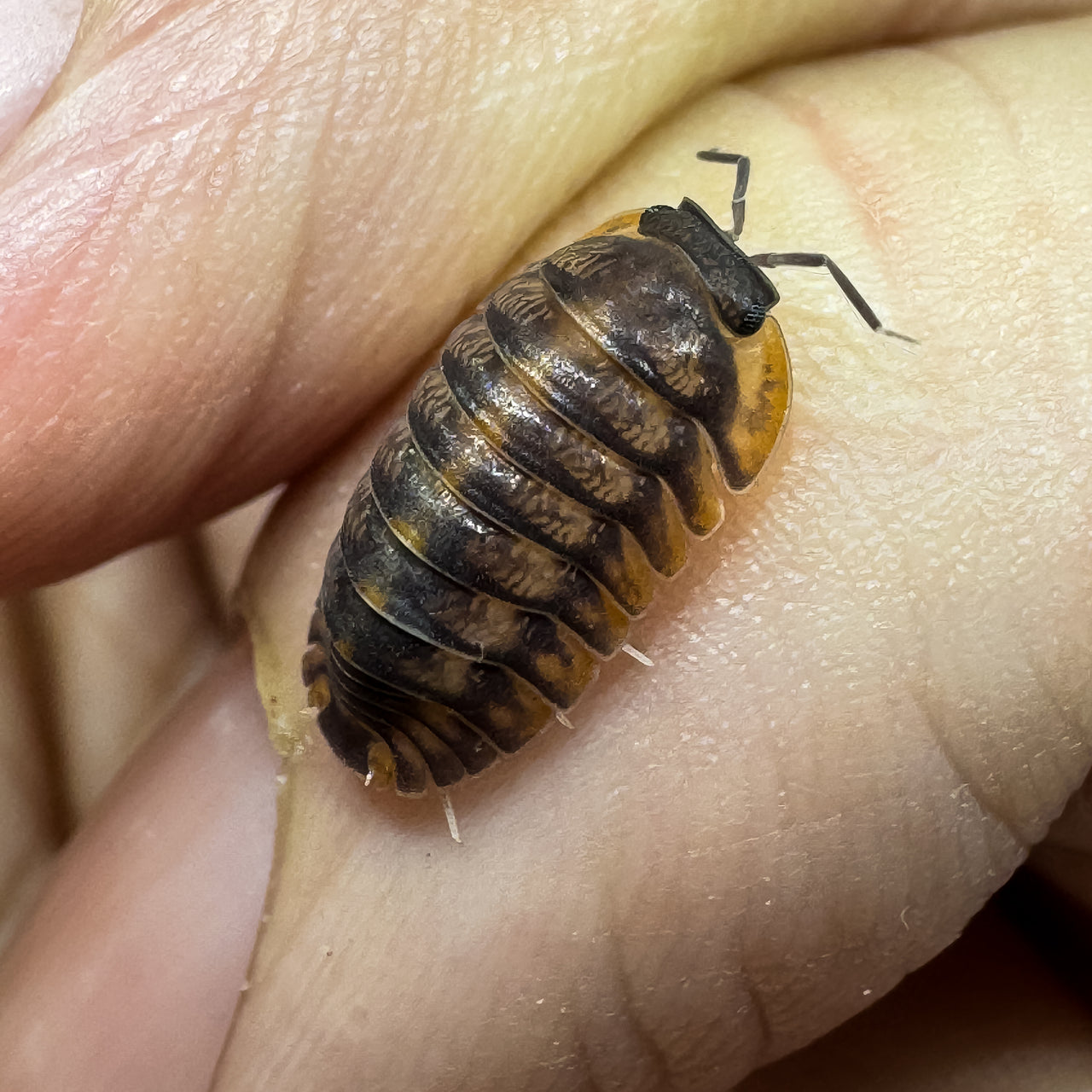 Cubaris Sp. Red Tiger