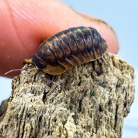 Thumbnail for Cubaris Sp. Red Tiger