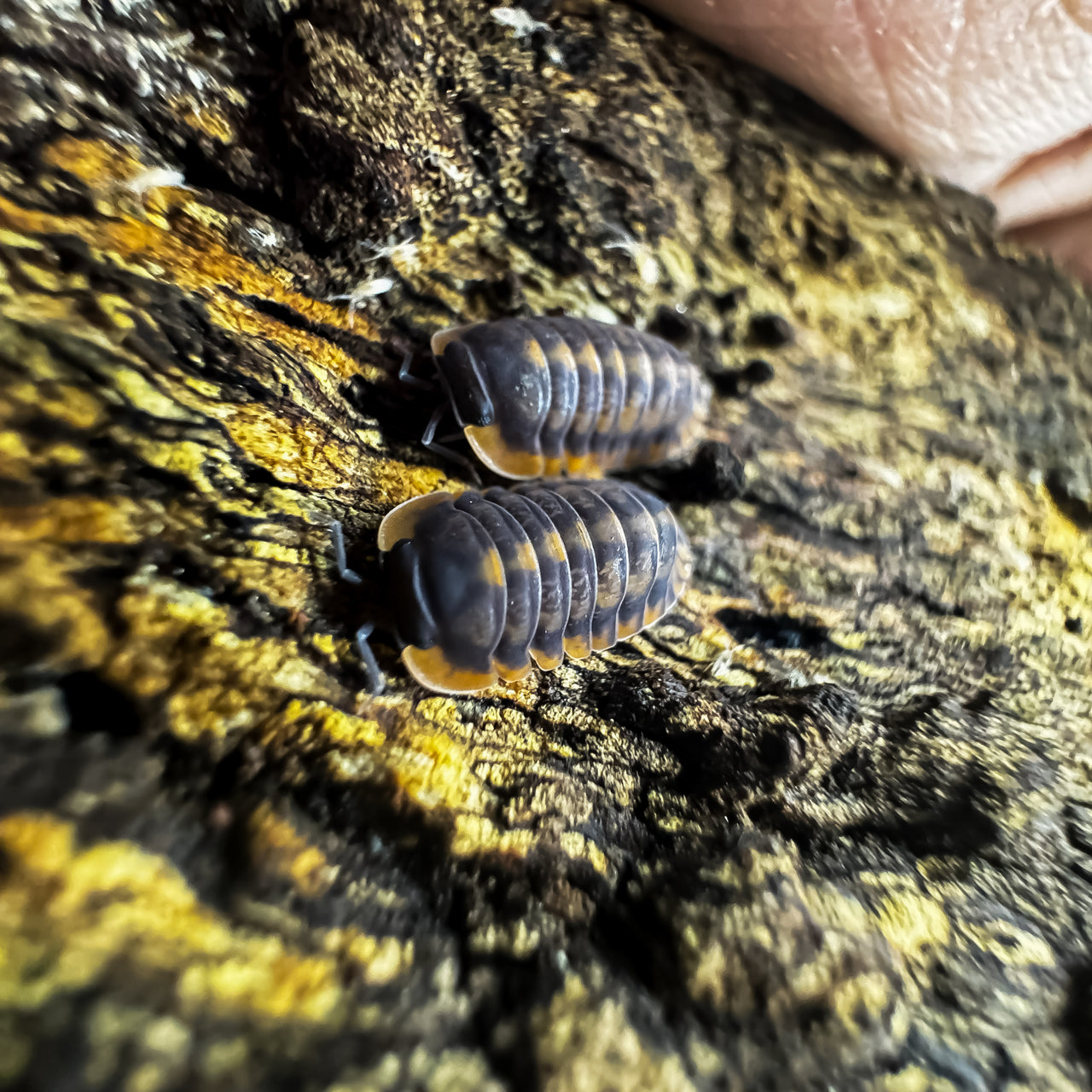 Cubaris Sp. Red Tiger