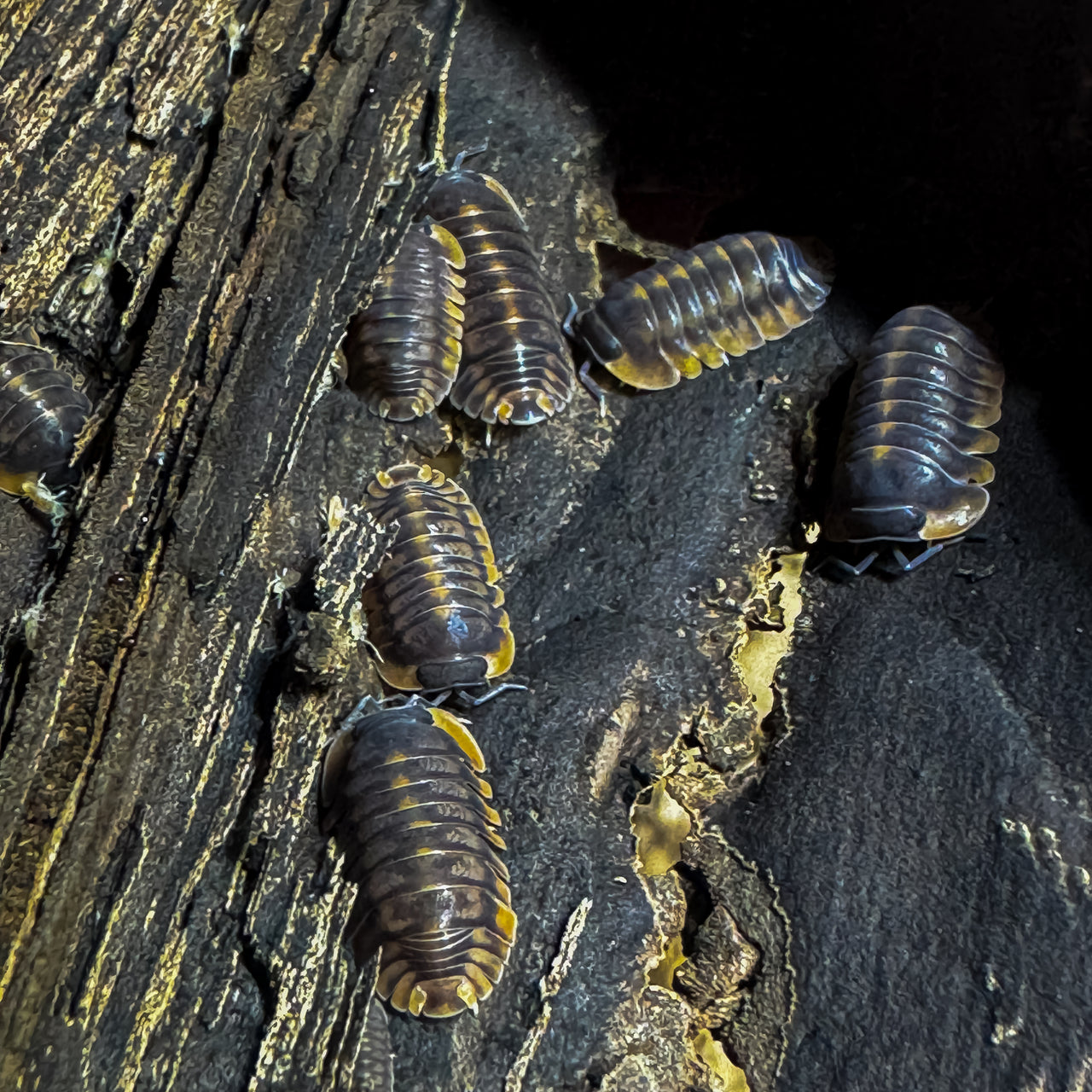 Cubaris Sp. Red Tiger