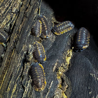 Thumbnail for Cubaris Sp. Red Tiger