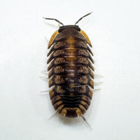 Thumbnail for Cubaris Sp. Red Tiger