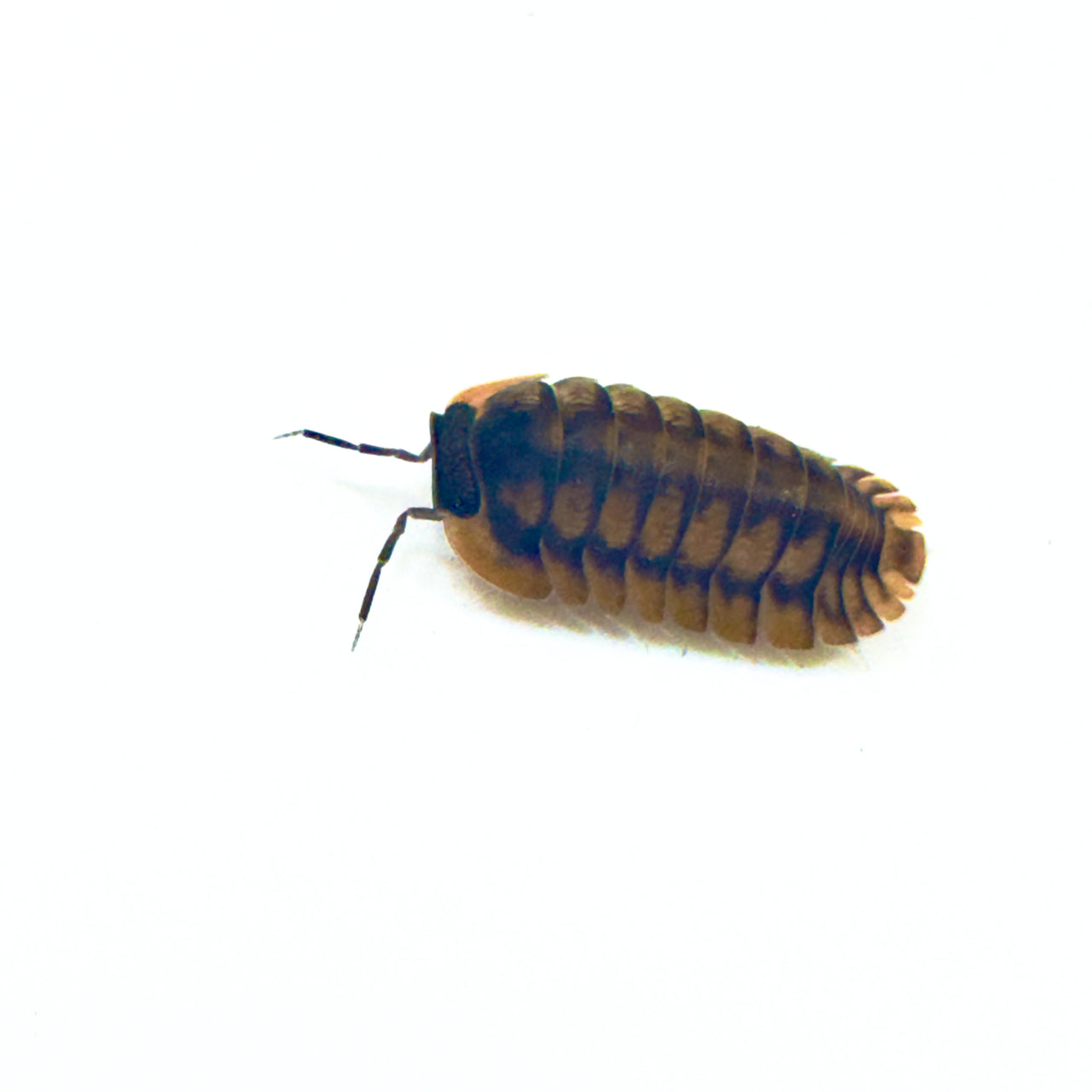 Cubaris Sp. Red Tiger
