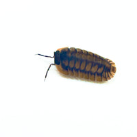 Thumbnail for Cubaris Sp. Red Tiger