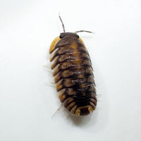 Thumbnail for Cubaris Sp. Red Tiger