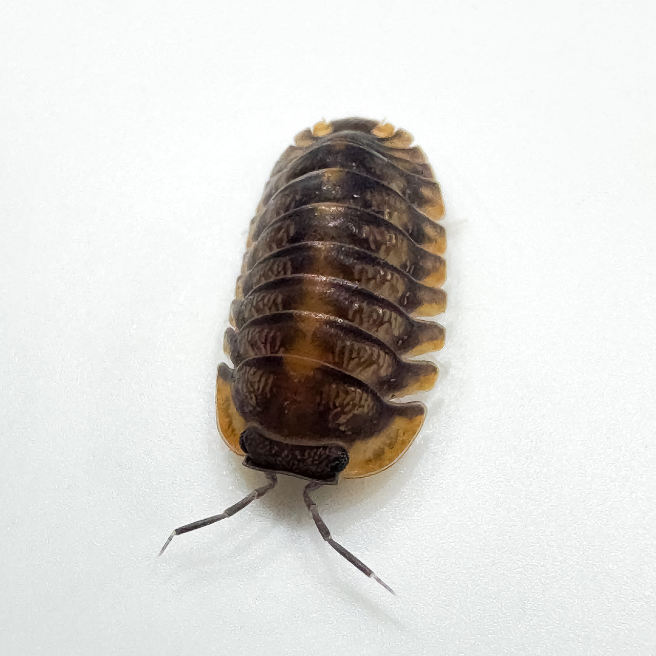 Cubaris Sp. Red Tiger