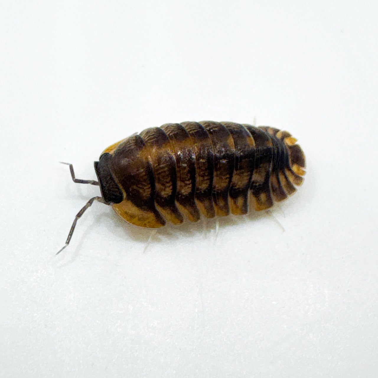 Cubaris Sp. Red Tiger
