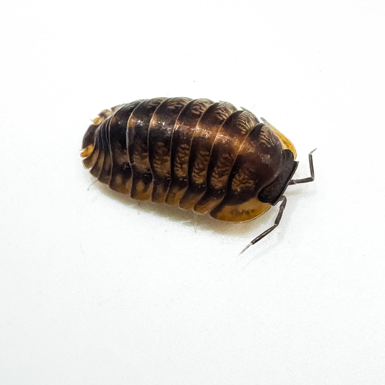 Cubaris Sp. Red Tiger