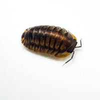 Thumbnail for Cubaris Sp. Red Tiger