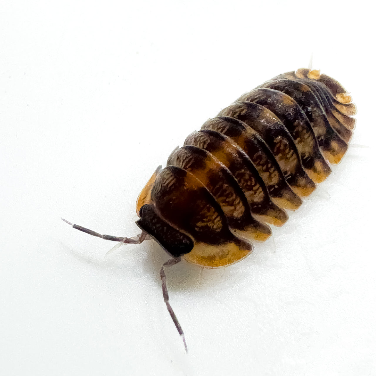 Cubaris Sp. Red Tiger