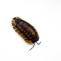 Thumbnail for Cubaris Sp. Red Tiger