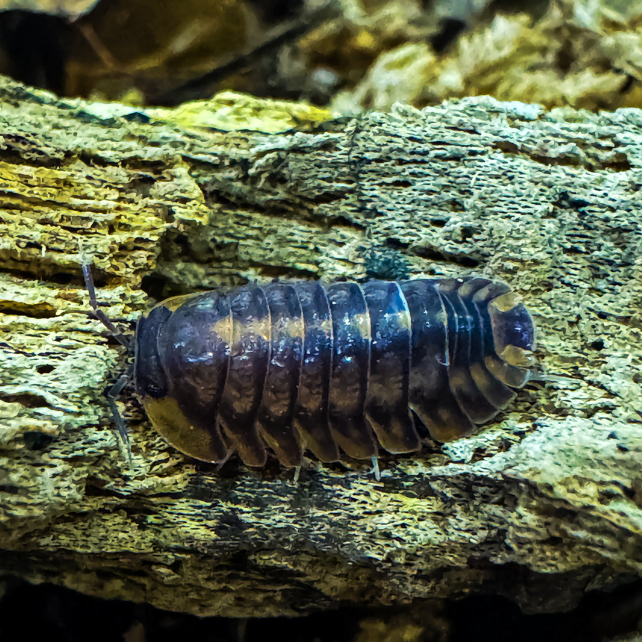 Cubaris Sp. Red Tiger