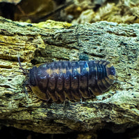 Thumbnail for Cubaris Sp. Red Tiger
