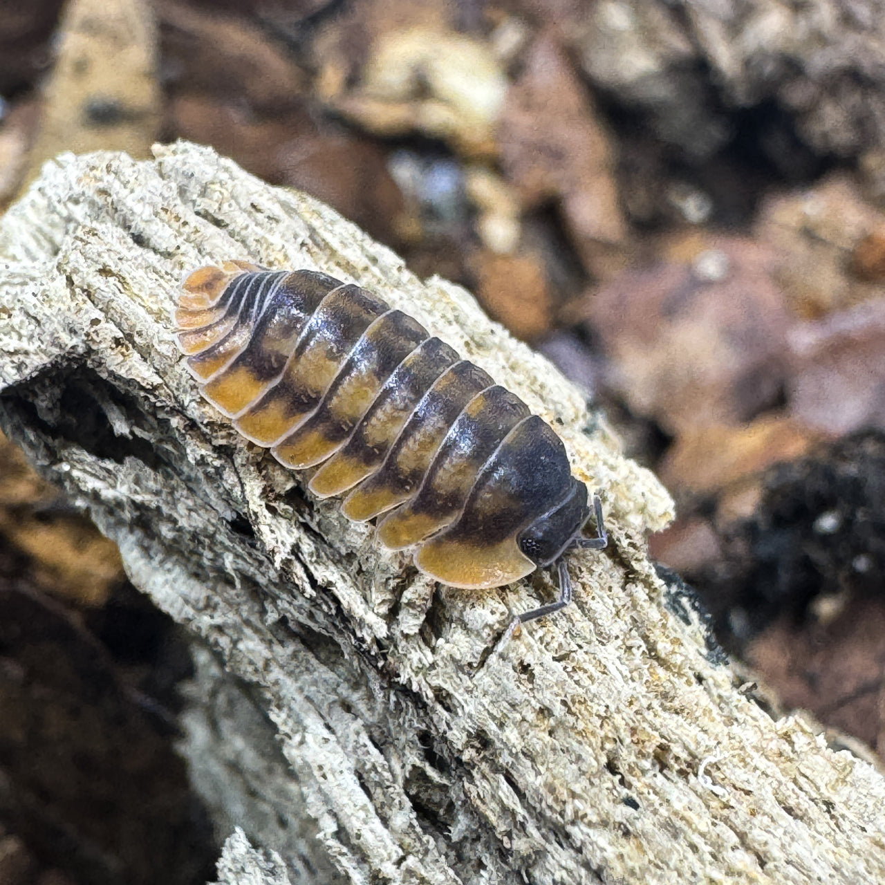 Cubaris Sp. Red Tiger