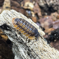 Thumbnail for Cubaris Sp. Red Tiger