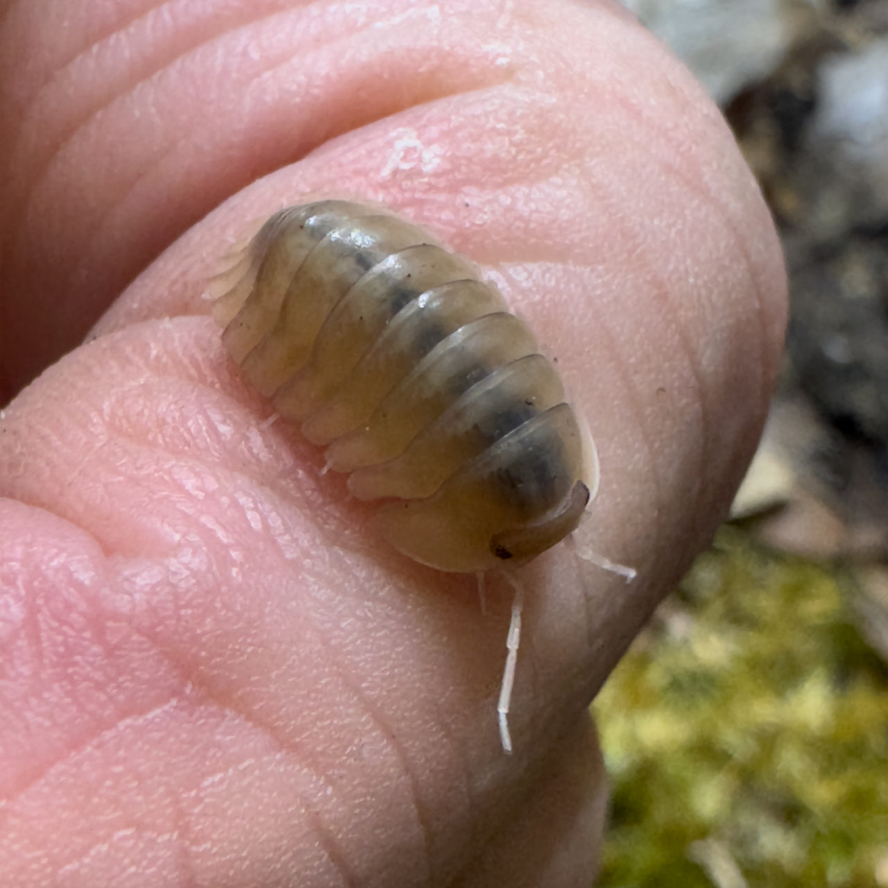 Cubaris Sp. Albino Red Edge