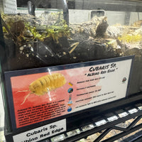 Thumbnail for Cubaris Sp. Albino Red Edge Isopod Bin Label