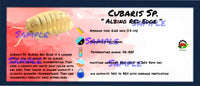 Thumbnail for Cubaris Sp. Albino Red Edge Isopod Bin Label
