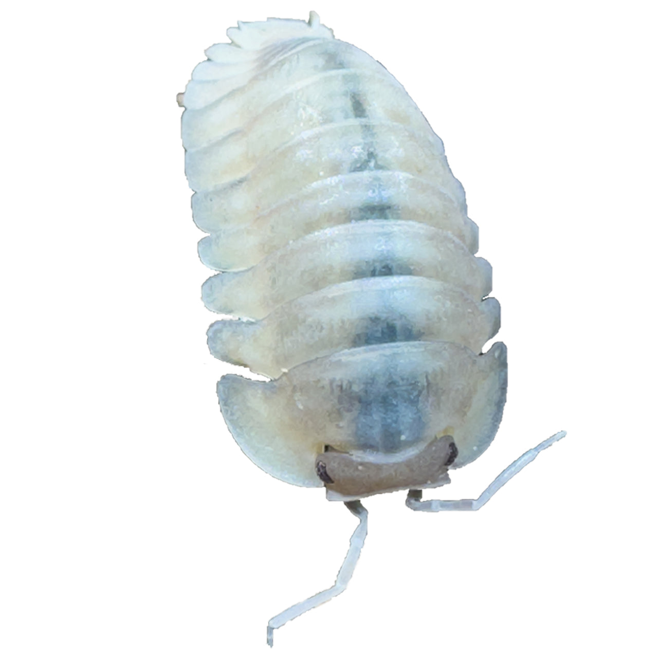 Cubaris Sp. Albino Red Edge